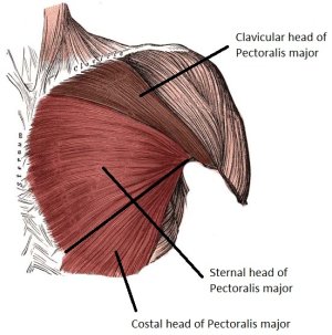 Anatomy of the Pectoralis Major